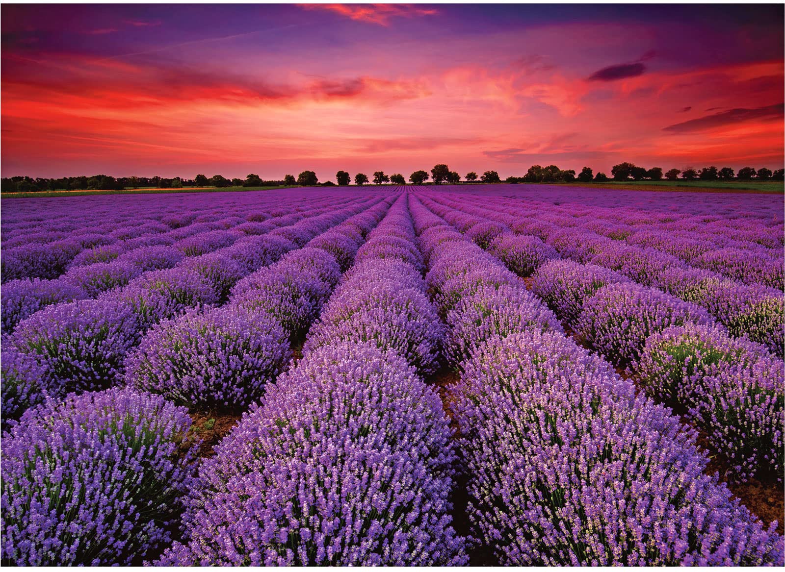 Jigsaw Puzzles Provence Lavender Field 1000 Piece Puzzle Lavender Flowers France Landscape View for Adults Teens — image 1