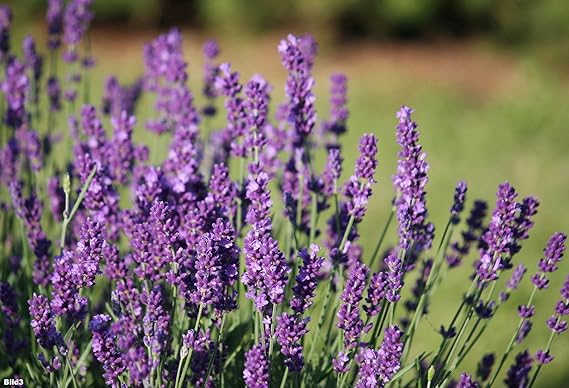 Lavanda 150 semillas - Lavandula angustifolia - planta de jardín ...