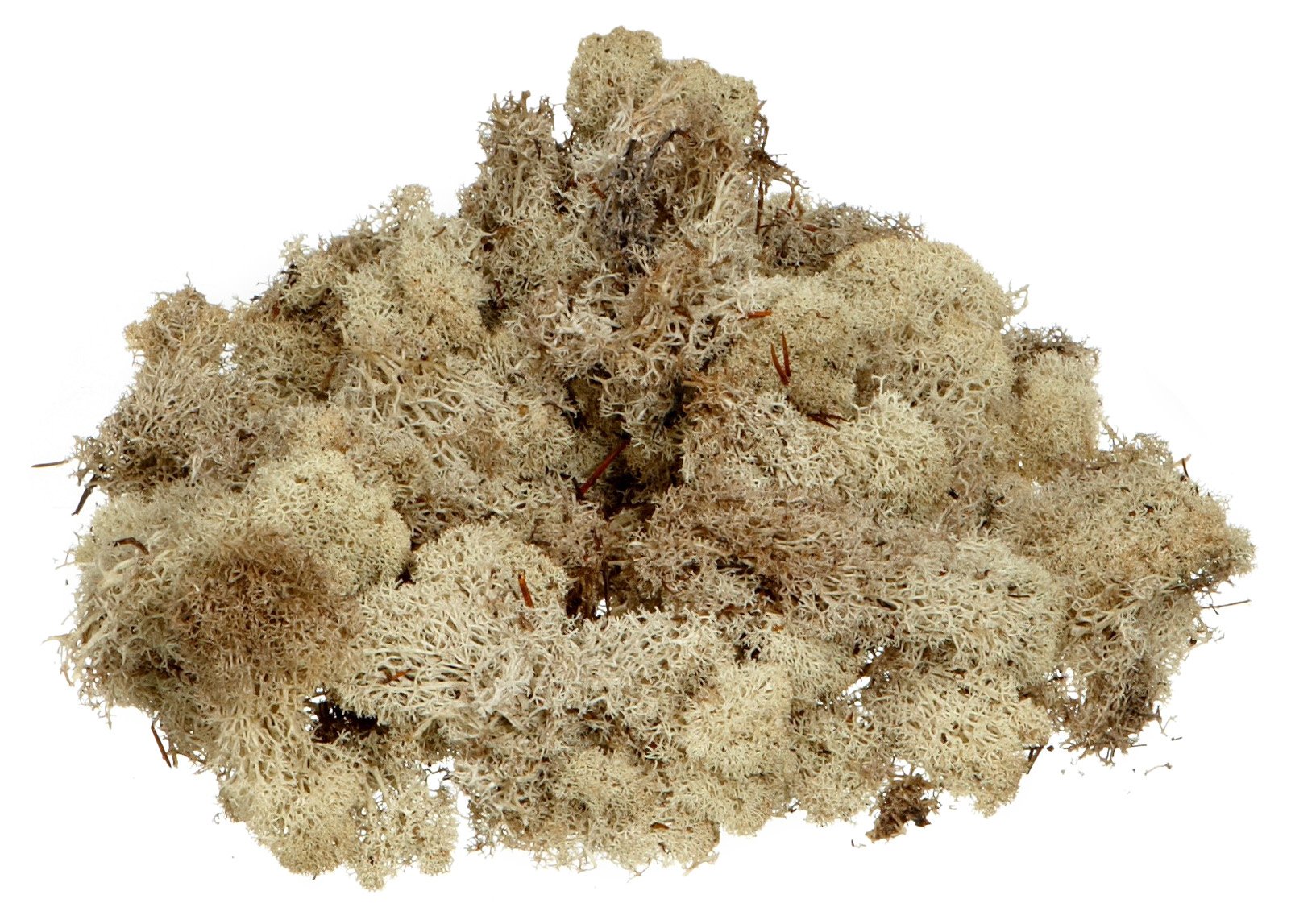 Knorr Prandell 6695973 Iceland Moss, Natural Light