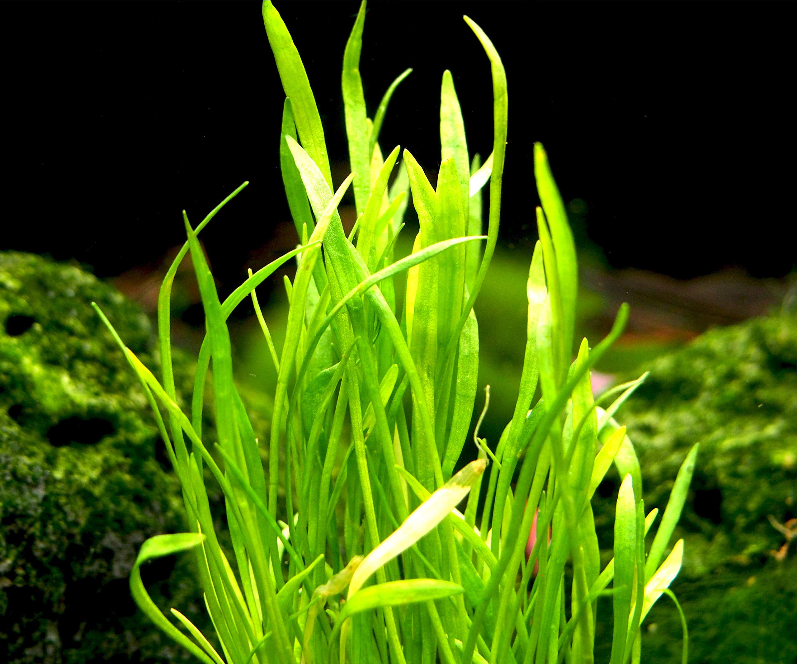 Aquatic Arts Micro Sword Plant Live Aquarium Plants Buy Online in