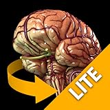Brain - 3D Atlas of Anatomy - Lite Version