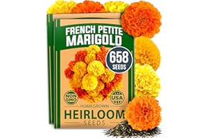 HOME GROWN Petite French Marigold Seeds 658 Flower Seeds for Planting Outdoor Easy to Grow Companion Plant & Quick Blooming Pollinator Heirloom Wildflower Seeds (Tagetes patula)