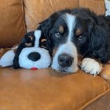 Snuggle Puppy Plus Dog Toy with 3 Heat Packs RealFeel Heartbeat Bernese view 2