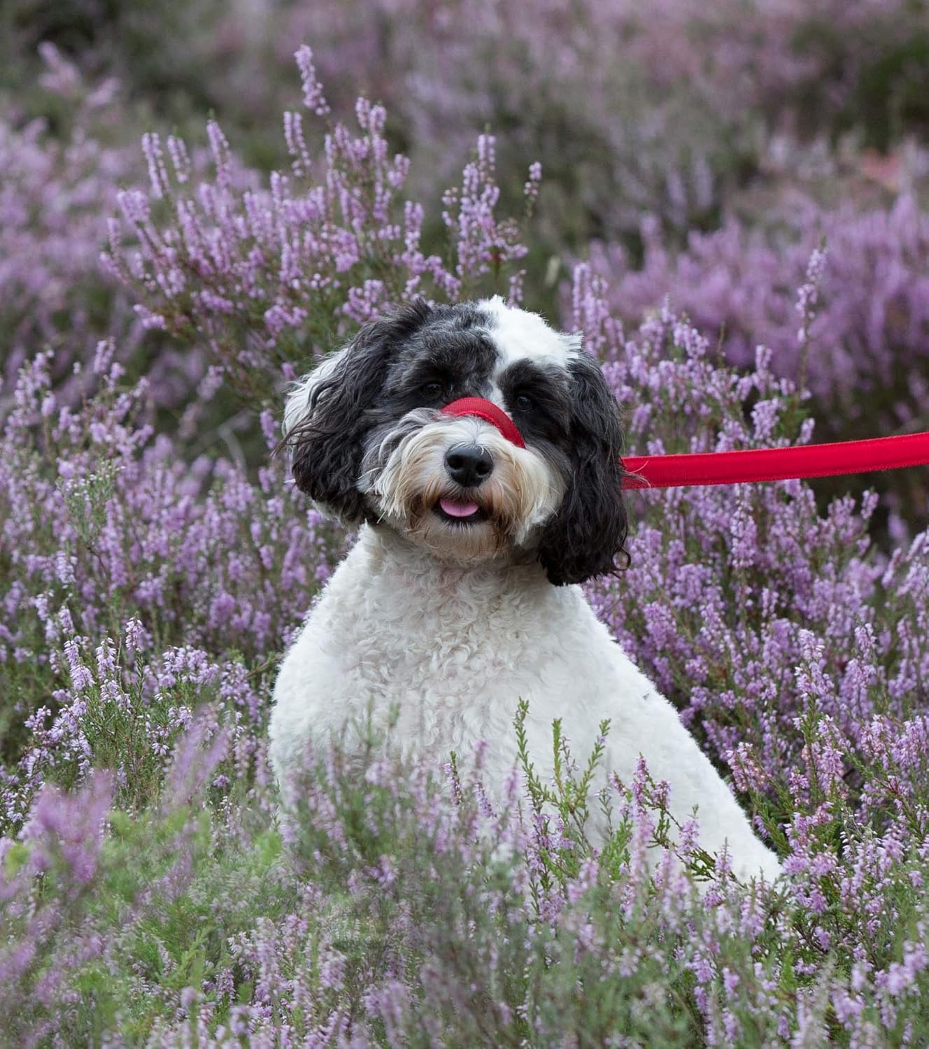 dog and field figure of 8 lead