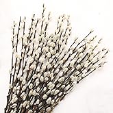 25 Stems Preserved PussyWillow, 17" White for Wedding Home &amp; Fireplace | Natural Plants Branches, Dried Flowers, Real Willows, Indoor Outdoor Decor, Party DIY Floral Art, Vase Fillers, Spring Easter