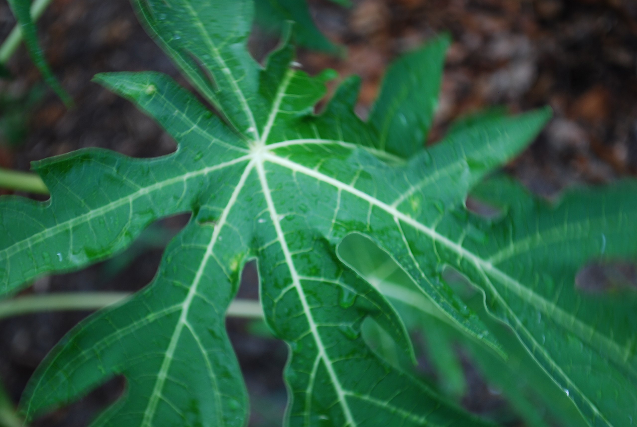 Papaya Leaf Near Me at Leslie Troupe blog