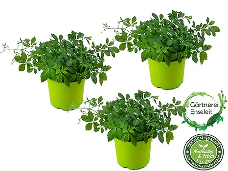 Jiaogulan Gynostemma pentaphyllum, 3 Pflanzen Jiaogulan Kraut der Unsterblichkeit, vegetativ vermehrt!