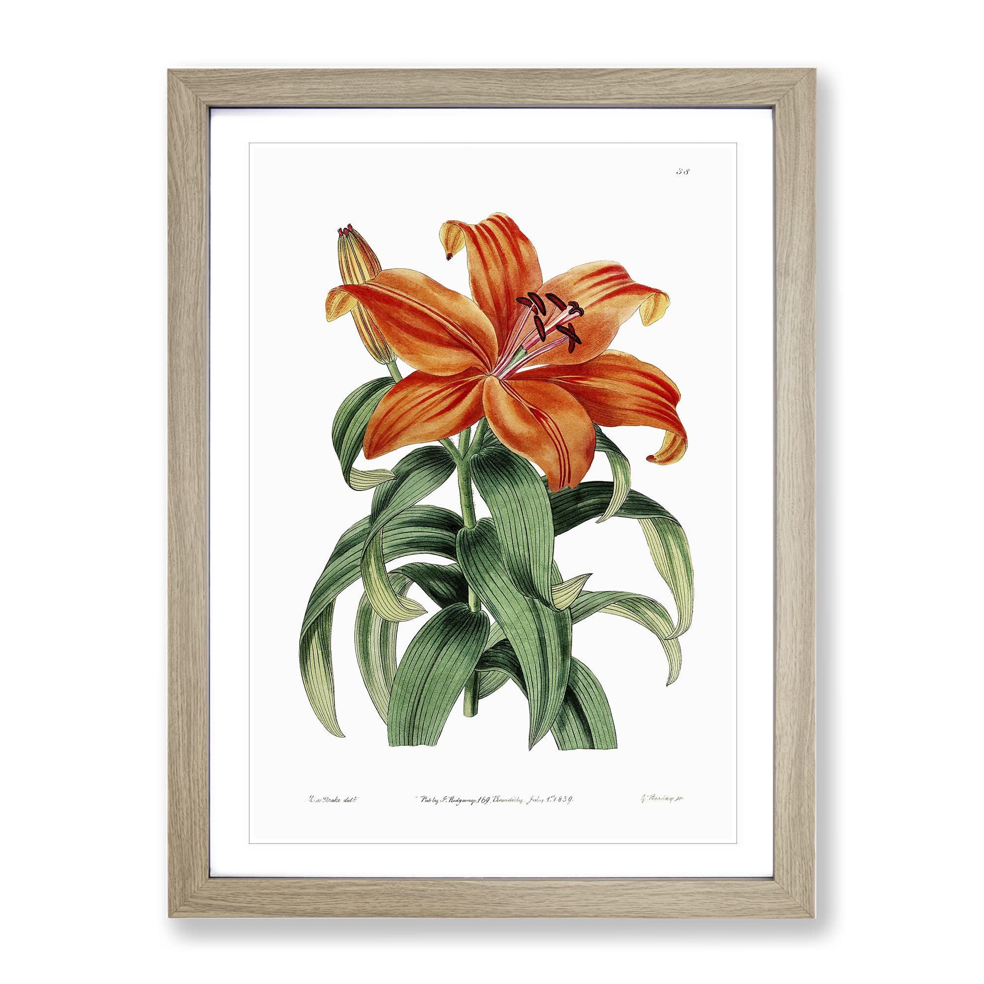 Orange Lily Flowers Vintage Framed Wall Art Print, Ready to Hang Picture for Living Room Bedroom Home Office Décor, Oak A4 (34 x 25 cm)