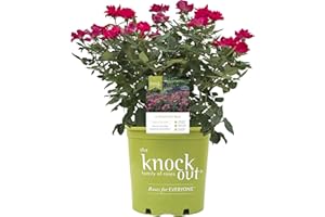PREMIER PLANT SOLUTIONS Star Roses Knockout Series 15048 Series Rose Knock Out The Original, 19cm