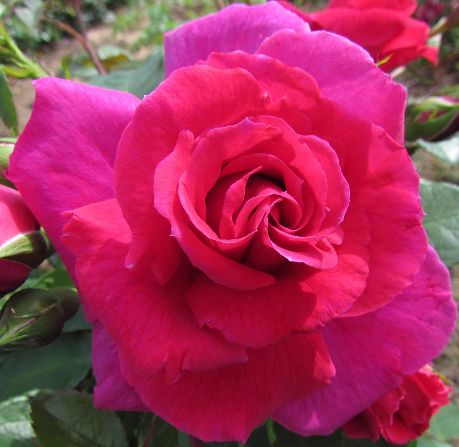 Lovestruck 5.5lt Potted Floribunda Garden Rose Bush Cherry Red