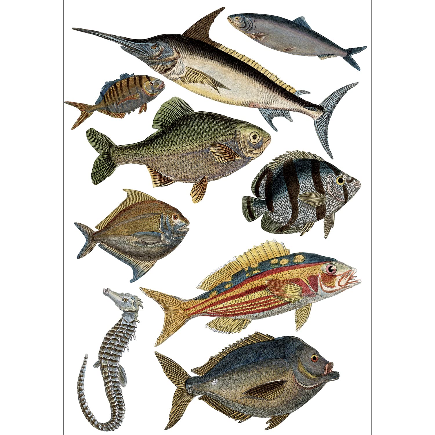 PLAGE 152733 48 x 68 cm Decorative Fish Wall Sticker Art Vinyl Wall Mural ? 68 x 0.1 x 18