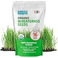 Back to the Roots 100% Organic Wheatgrass Seeds | 1 Pound Non-GMO | Nutrient Dense, Easy to Grow | Cat Grass Planter Seeds