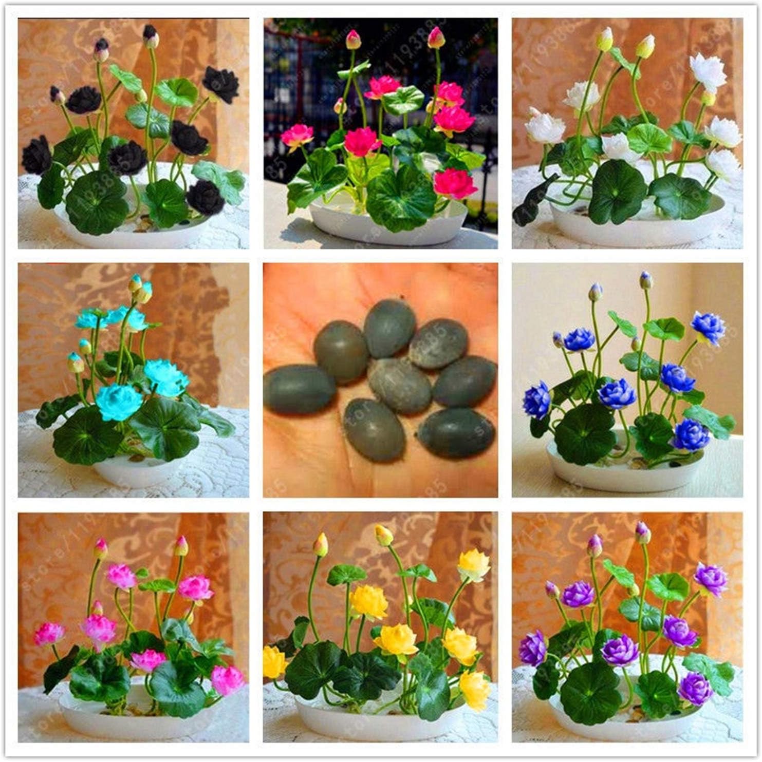10pcs/Bag Mini Flowers Seeds Many Colors Lotus Seeds Teach You Plant The Lotus 8 Pieces Water Lily Seeds Garden Supplies (Mix Colors)