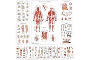 THE ART OF SCIENCE 23 Human Anatomy Posters and Charts - 18x30, Medical Posters, Anatomy of the Skull, Injury, Breast, Skin, Ligaments of The Joints, Circulatory, Skeletal, Reproductive, Muscular, Injuries, Nervous Systems, Spine, Brain, Ear, Nose & Throat, Heart, Eye, Teeth, Science Biology Health Poster for Classroom, Office - Laminated