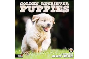 RED EMBER Golden Retriever Puppies 2026 Wall Calendar 12 Month | 12" x 24" Open | Thick & Sturdy Paper | Giftable | Calendar 2026