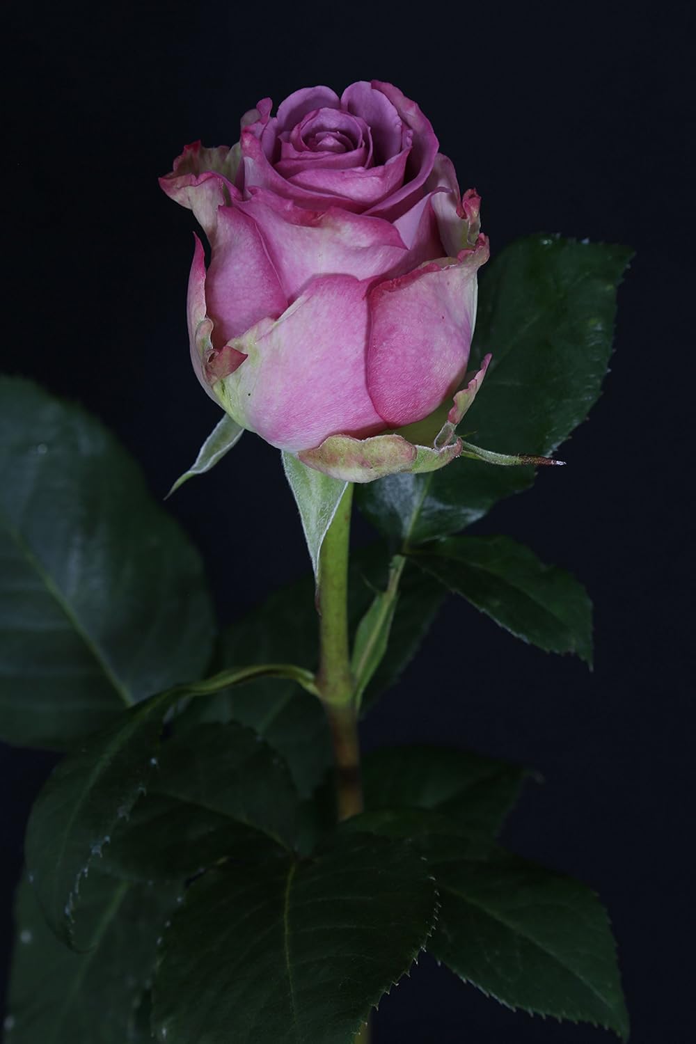 Amazon Com 2 Dozen Farm Fresh Purple Roses Bouquet By Justfreshroses Long Stem Fresh Purple Rose Delivery Farm Fresh Flowers Everything Else