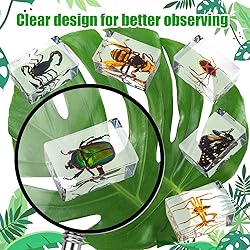 24 Styles Insect in Resin Specimen, Bugs Collection
