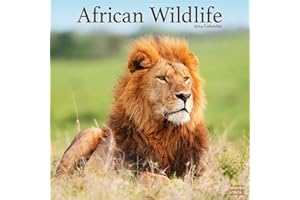 African Wildlife Calendar 2024 Square Wildlife Safari Wall Calendar - 16 Month: Original Avonside-Kalender [Mehrsprachig] [Ka