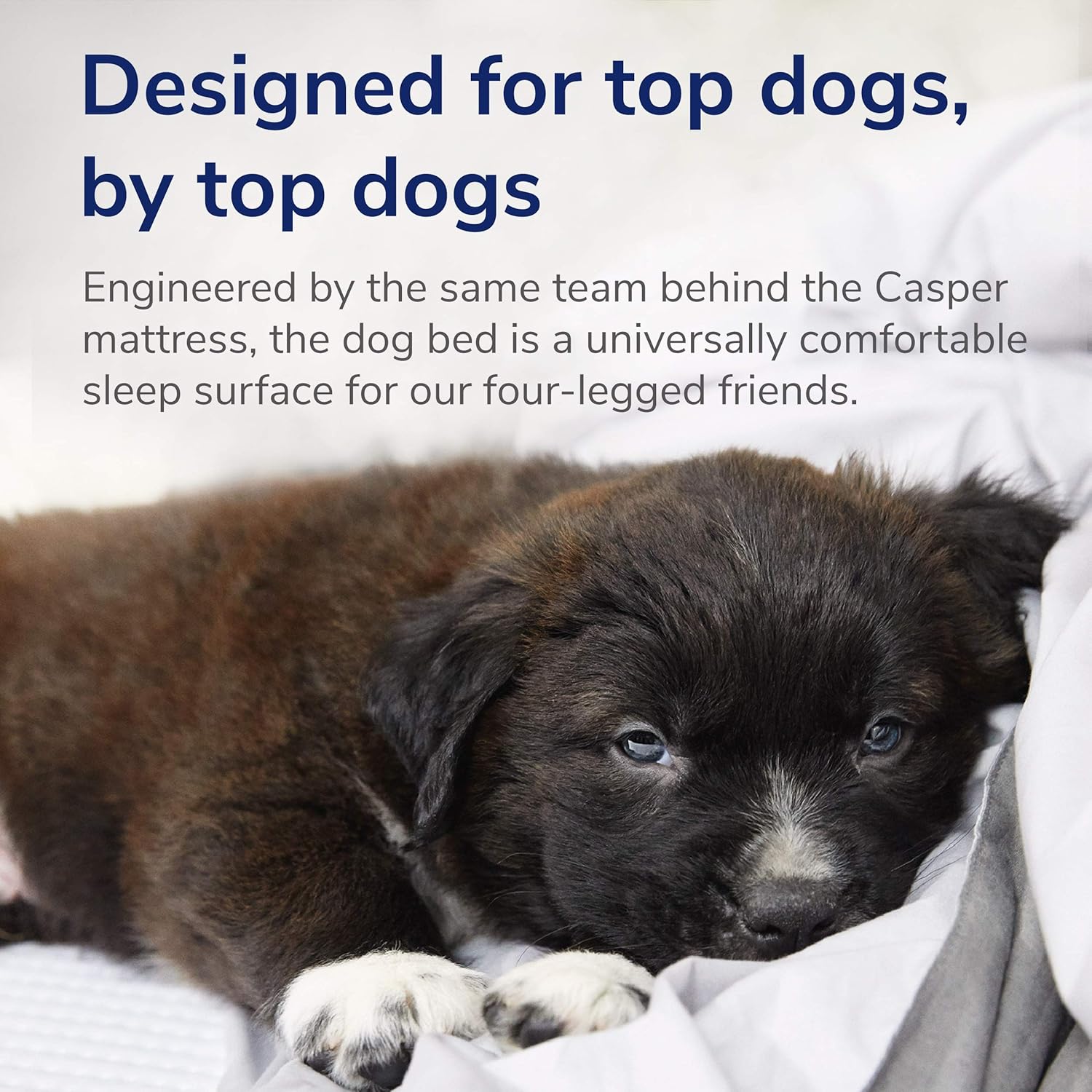 pics Casper Dog Bed Uk casper dog bed plush memory foam small gray