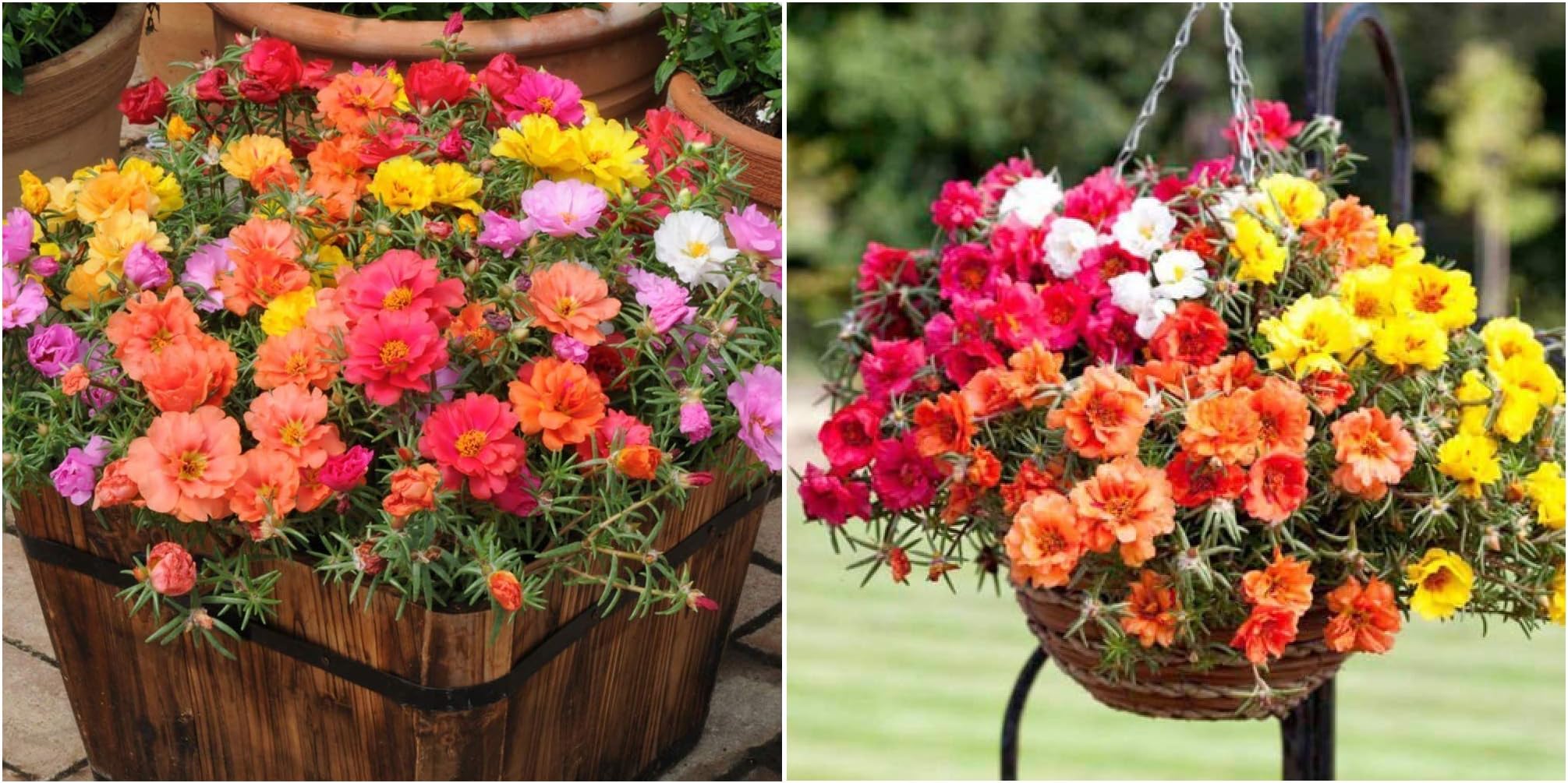 Seeds care Portulaca F2 Hybrid Kariba Extra Double Mix Flower Seeds & Seeds care Hybrid Portuluca Mixed Flower Seeds (Pack of 100)