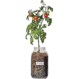 Back to the Roots 25100 Organic Planter Grow Cherry Tomatoes Year Round, Windowsill Indoor Garden Kit, 1, glass