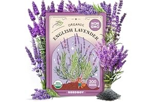 Seedboy Organic Lavender Seeds for Planting Indoor and Outdoor, Non-GMO and USDA Certified Herb Seed Packet for Hydroponic Garden Indoor or Planting Outdoors (English Lavender)