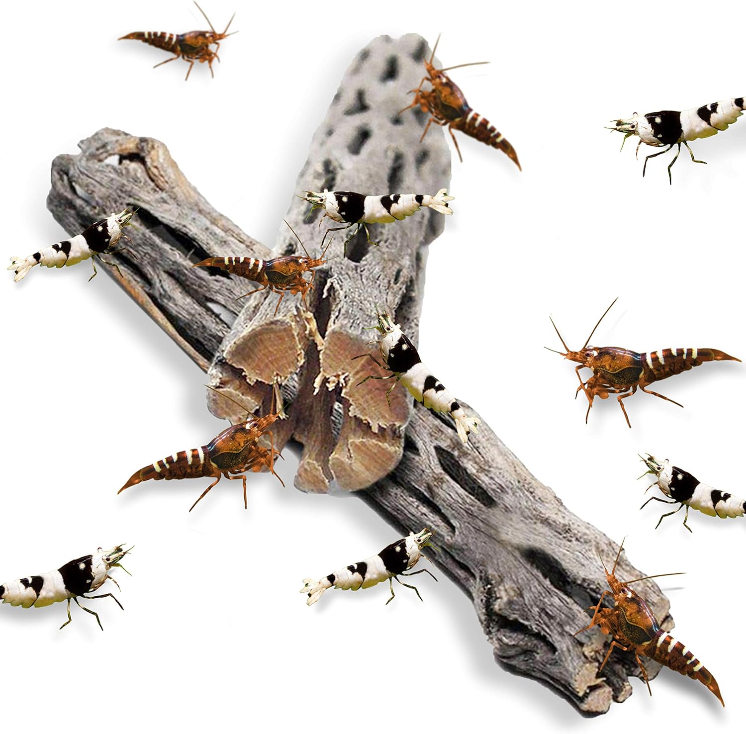 JOR Cholla Wood for Shrimps, 6 Inches Long, Dried Husk of Cholla Cactus, Excellent Food Source, Aquarium or Home Decor for Dwarf Shrimp, Hermit Crabs, Pleco, 2-Pieces