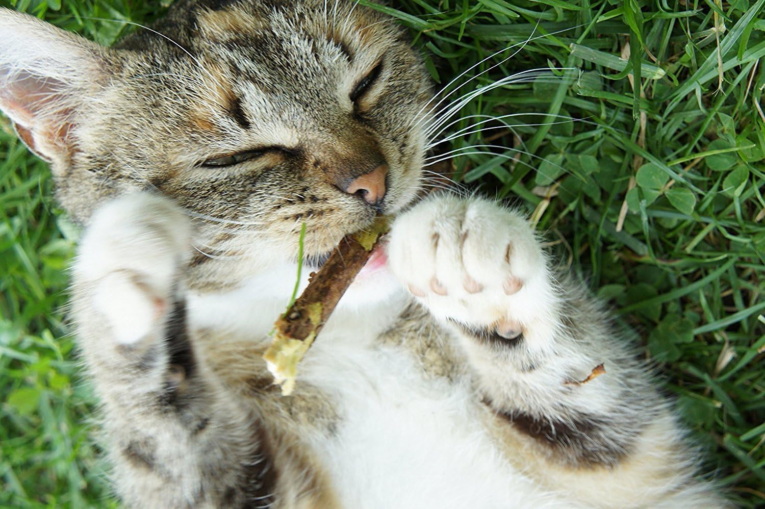 Amazon Co Jp Droxie Tm 5pcs猫は 純粋な自然のキャットニップのペットの猫 モル歯磨き粉スティックマタタビのキウイフルーツmatatabi猫のスナックスティック歯のクリーニング スポーツ アウトドア