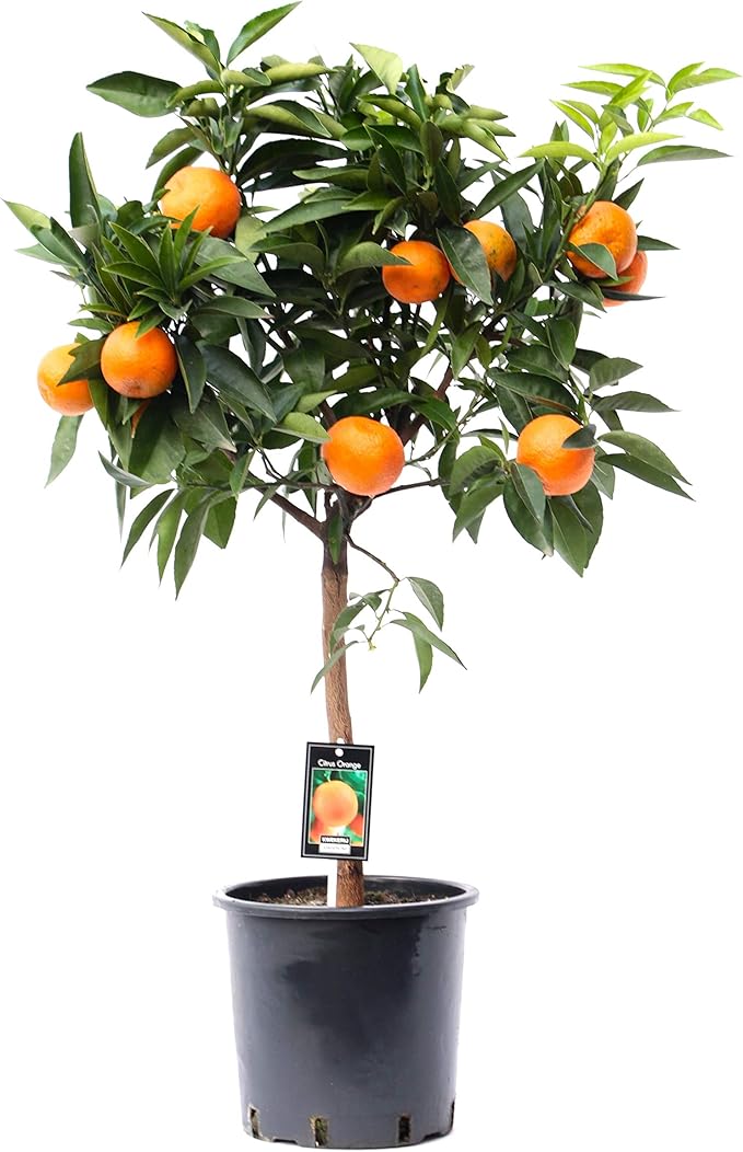 Orange Tree Dwarf Fruit Trees Indoor Plant houseplant Height 85