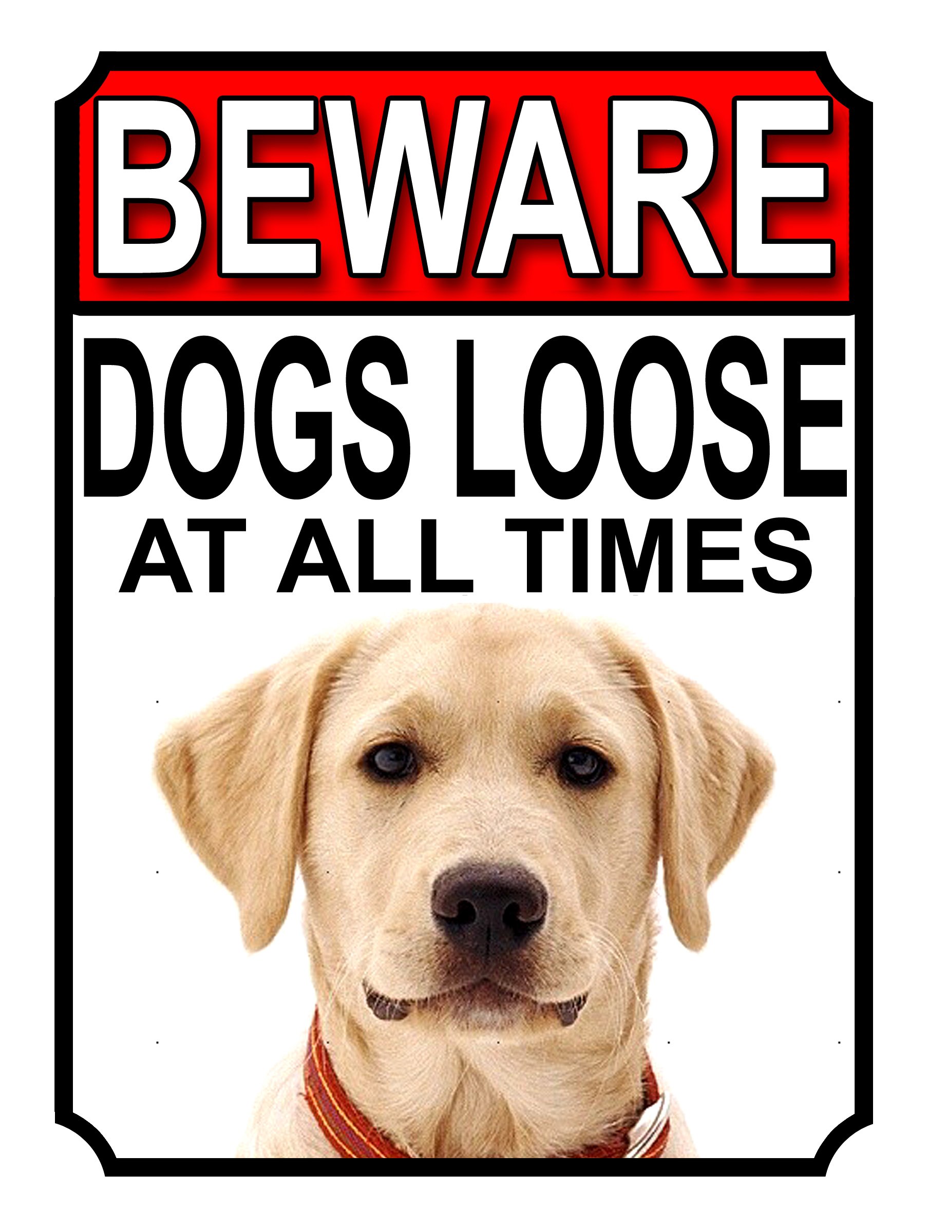 Shawprint Limited BEWARE DOGS LOOSE AT ALL TIMES METAL SIGN YELLOW LABRADOR 200MM X 150MM (1028H1)