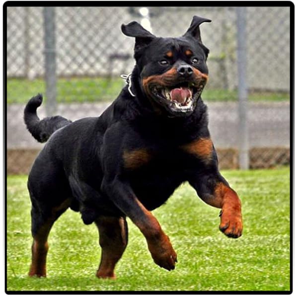 all dangerous dog breeds