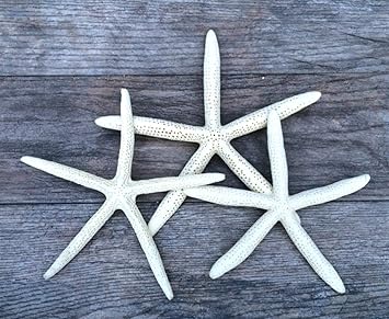 estrellas de mar amazon