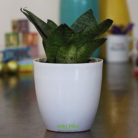 Leafy Tales Sansevieria Green Air Purifier Live Plant in White Plastic Pot (Snake Plant) | NASA Indoor Plant