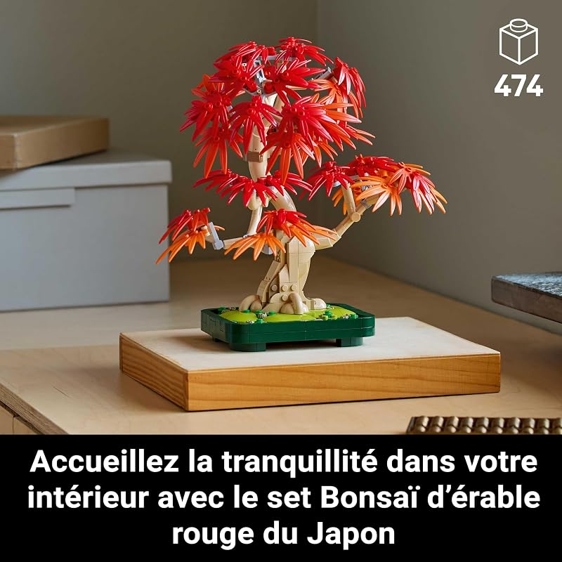 Botanicals Bonsaï d’érable Rouge du Japon 10348