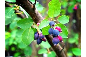CZ GRAIN 50 Saskatoon Serviceberry Seeds for Planting Amelanchier alnifolia, Seeds (Edible, Fall Color, Hardy) 50 Seeds to Grow