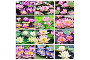 JOHNSEGARDEN Lotus Seeds 20pcs Mixed Color Bonsai Bowl Lotus - Ideal Indoor and Outdoor Aquatic Plants, Ready to Thrive