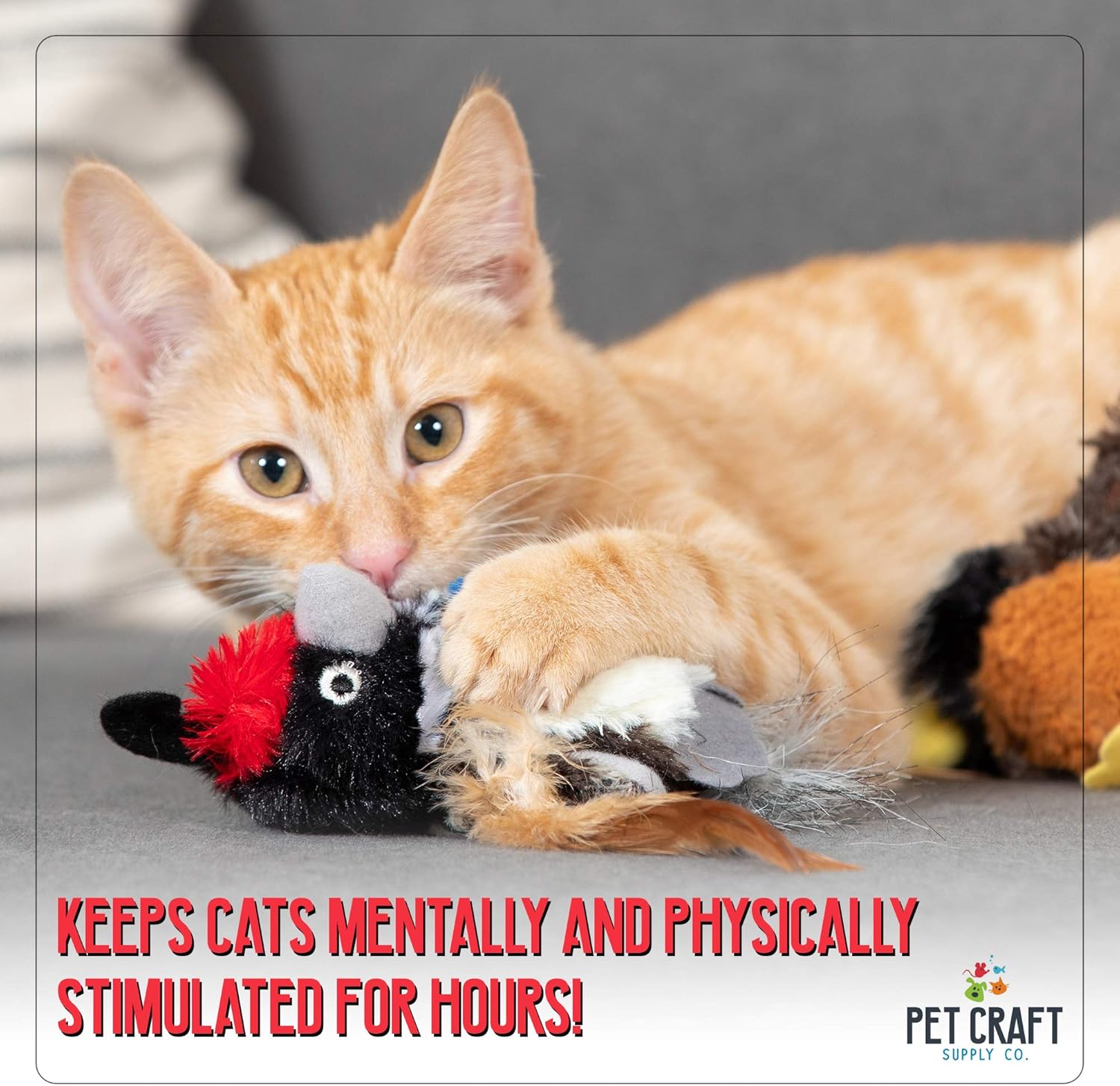 Pet Craft Supply Co. Batty Bird & Quirky Quail Funny Cuddling Chasing Irresistible Stimulating Soft Plush Boredom Relief Interactive Catnip Filled Cat Toy with Realistic Feathers 2 Pack : Pet Supplies
