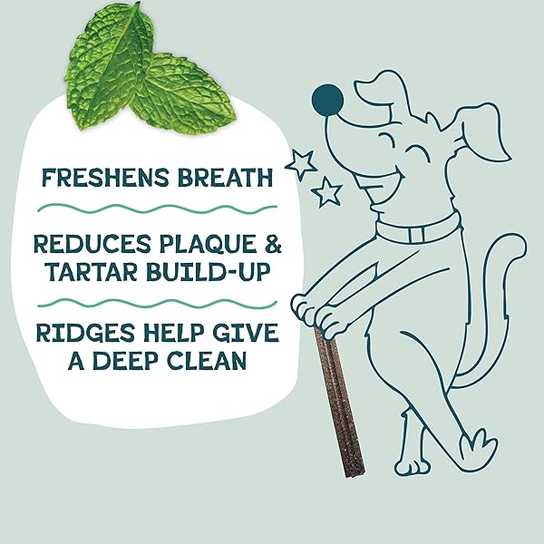 SHAMELESS PETS DENTAL TREATS FOR DOGS, THE TOOTH BERRY – HEALTHY DENTAL STICKS WITH IMMUNE SUPPORT FOR TEETH CLEANING & FRESH BREATH – FREE FROM GRAIN, CORN & SOY