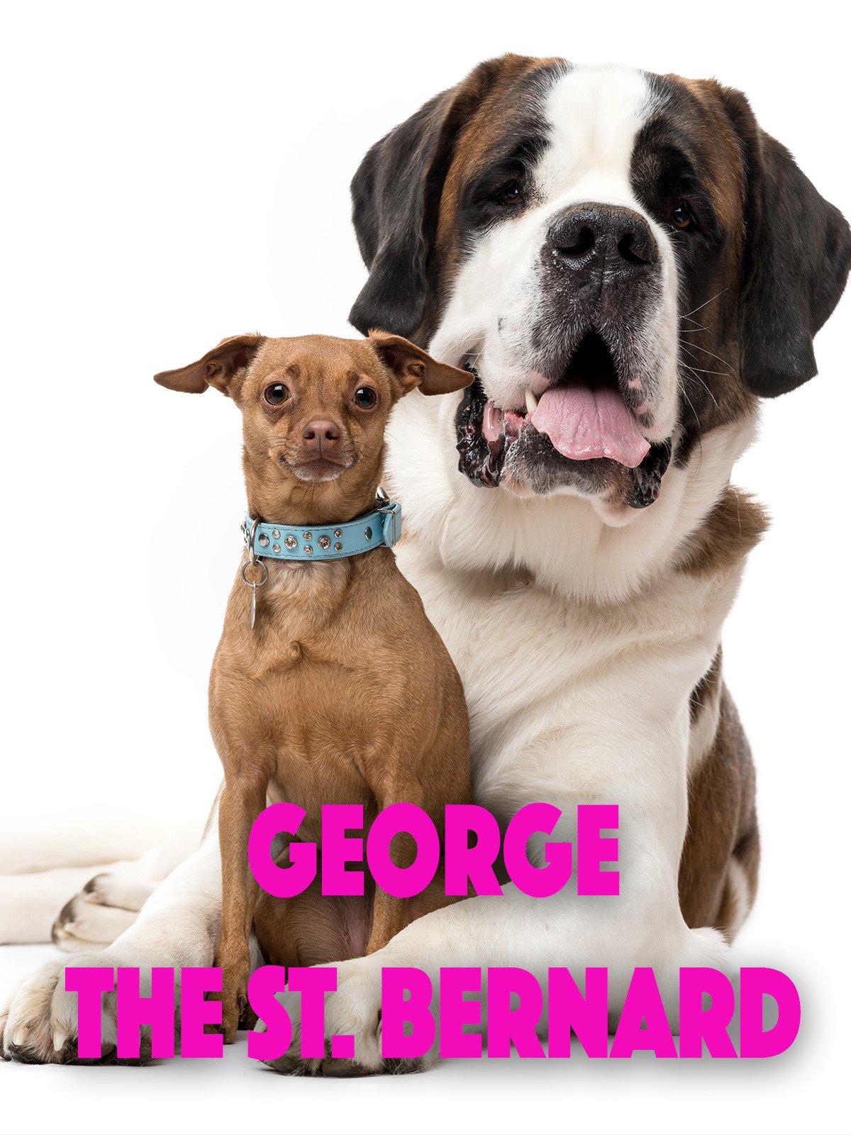 george the saint bernard