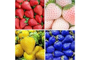 WIVOLIBE 800+ Mixed Strawberry Seeds for Planting - Yellow, Blue, White, Red Strawberry Seeds Fresh Fruit in Home Garden - Individually Packaged