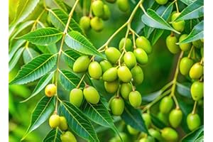 CZ GRAIN Neem Tree Seeds for Growing (10 Seeds) - Known as Village Pharmacy Tree