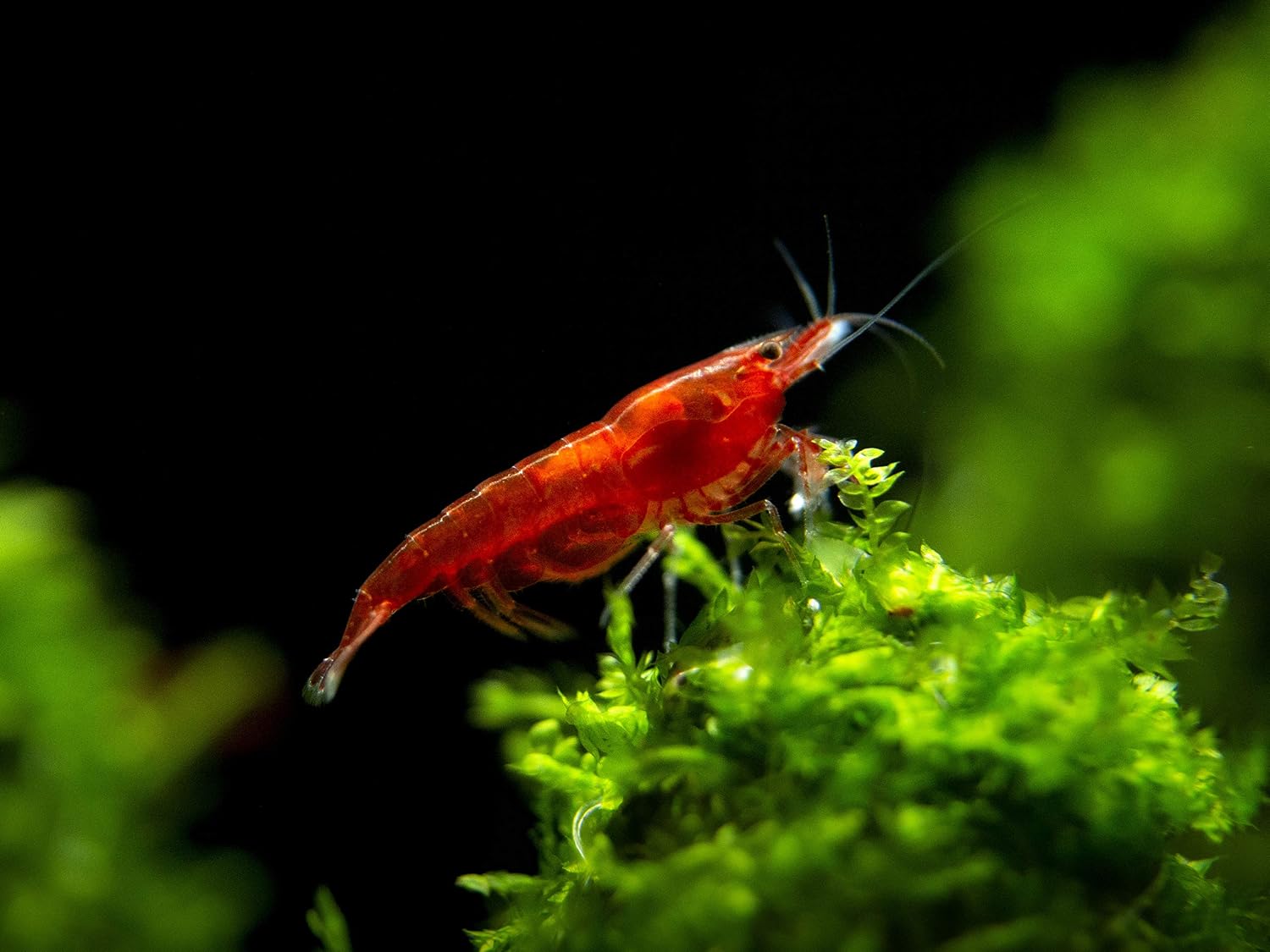 Αποτέλεσμα εικόνας για bloody mary shrimp