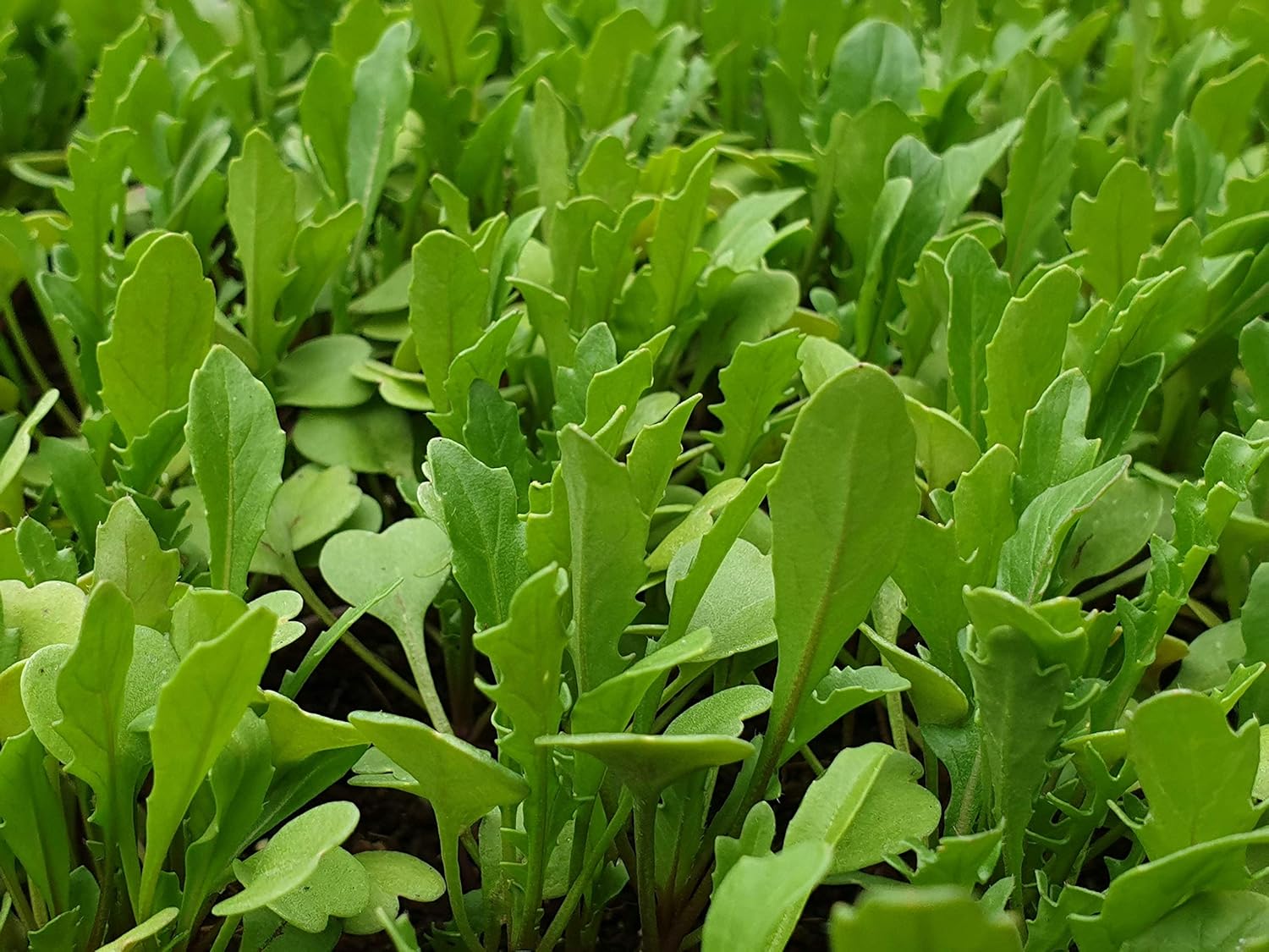 Rocket Plant Plugs. Ready to Plant Outdoors Now. (6) Amazon.co.uk