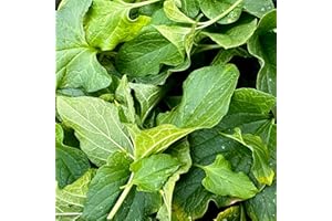 Good King Henry Seeds - Blitum Bonus-Henricus