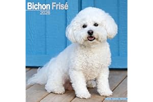 Bichon Frise 2026 Calendar | Square Wall Calendar | Dog Breed Gift | Plastic Free Packaging | by Avonside Publishing