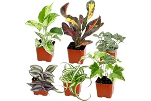 Easy to Grow Houseplants (6PK), Live House Plants in Plant Containers, Growers Choice Plant Set in Planters with Potting Soil Mix, Home Decor Planting Kit or Outdoor Garden Gifts by Plants for Pets