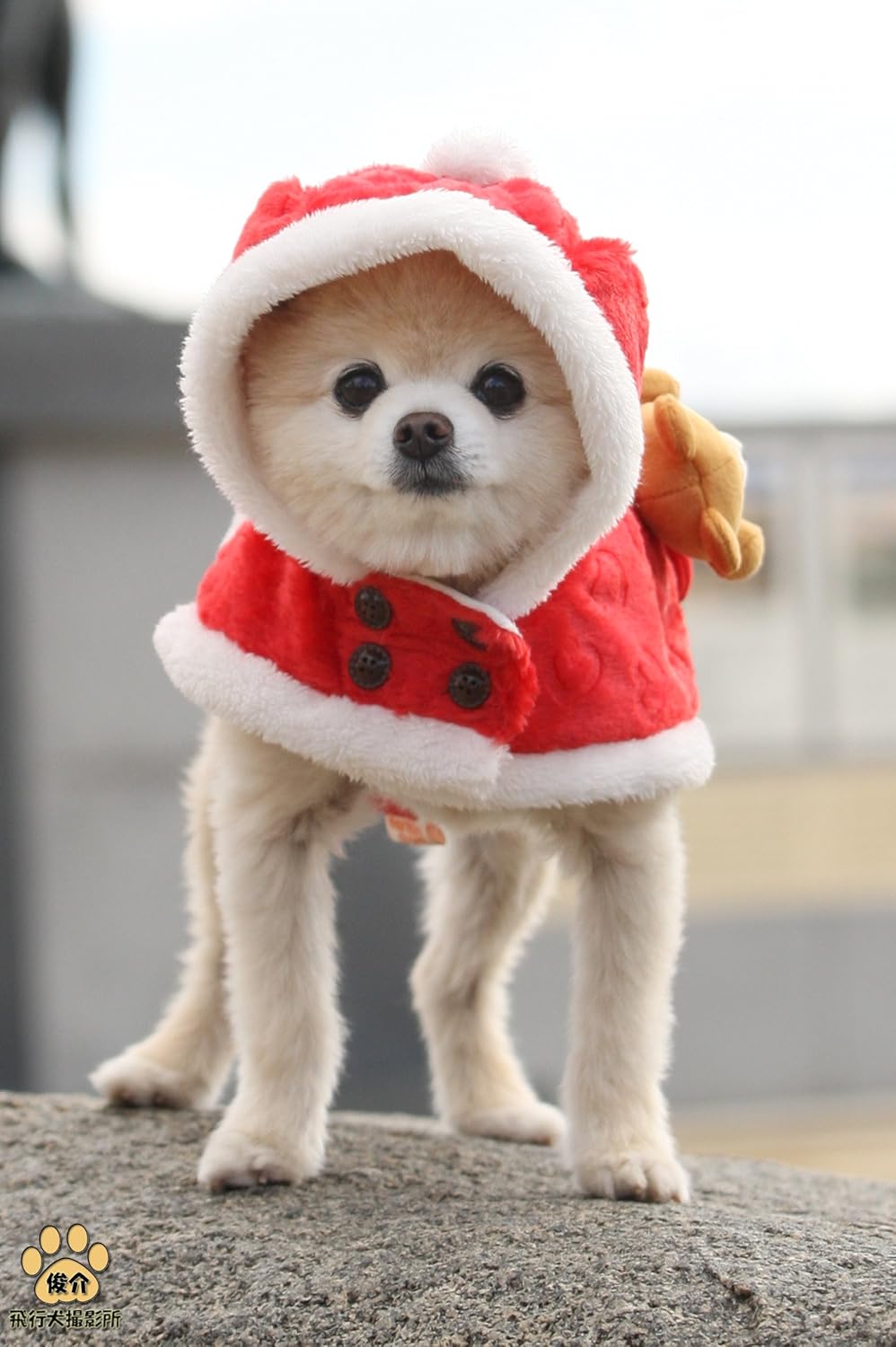 Amazon Co Jp ツイッター犬の俊介くん大版生写真6pwサイズ No 11 ホビー 通販 Amazon Co Jp ツイッター犬の俊介くん大版生写真6pwサイズ No 11 ホビー 通販