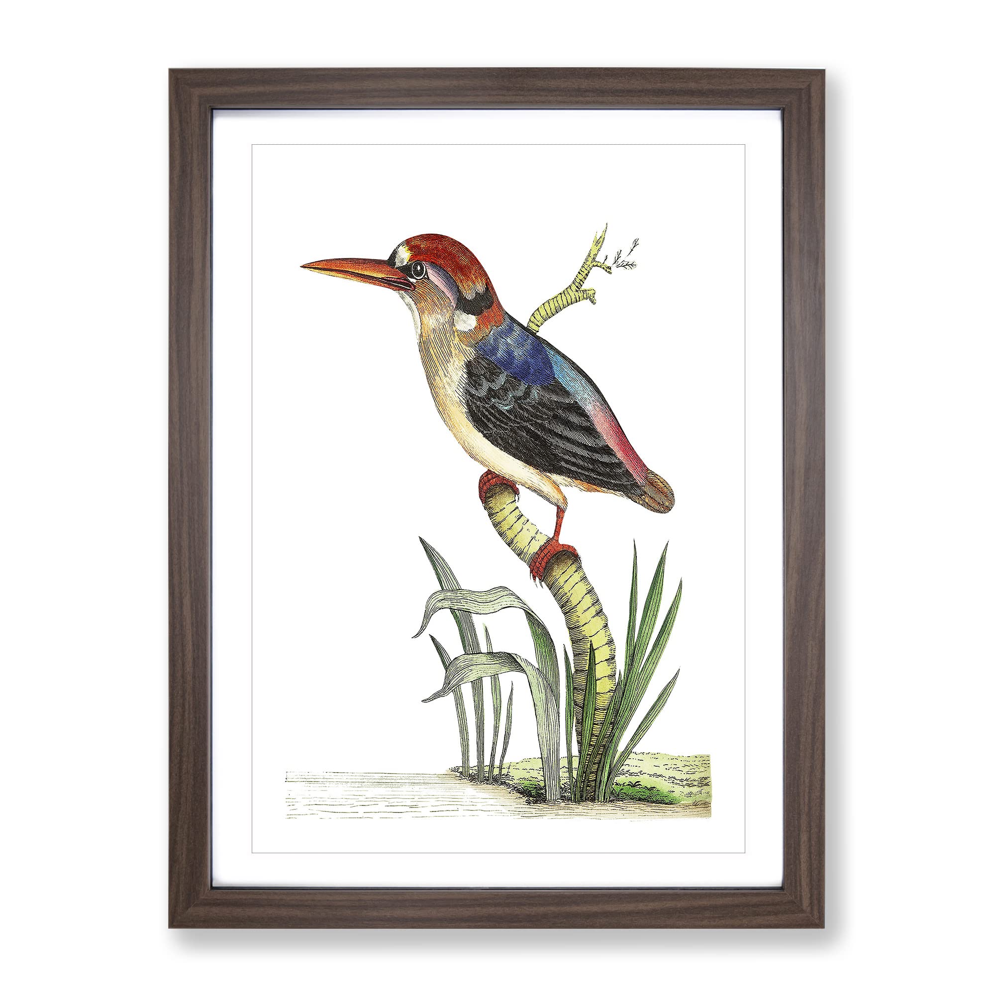 Red Headed Kingfisher By George Shaw Vintage Framed Wall Art Print, Ready to Hang Picture for Living Room Bedroom Home Office Décor, Walnut A4 (34 x 25 cm)