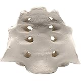 Sacrum Bone Model - Anatomically Accurate Human Replica - hBARSCI
