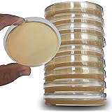 Potato Dextrose Agar Plates - Evviva Sciences - Prepoured Potato Dextrose Agar PDA Petri Dishes - Excellent Growth Medium - G
